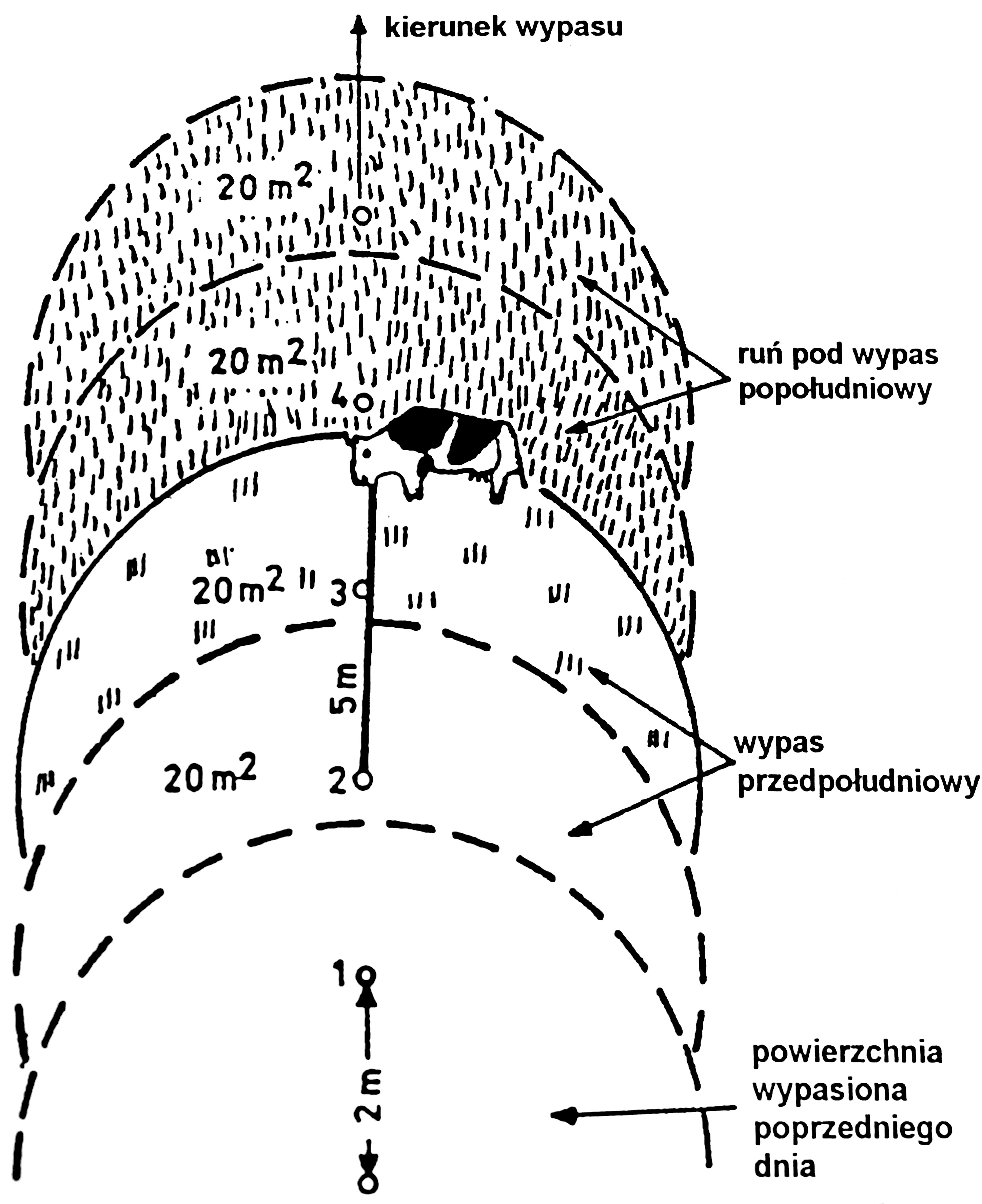 Wypas8