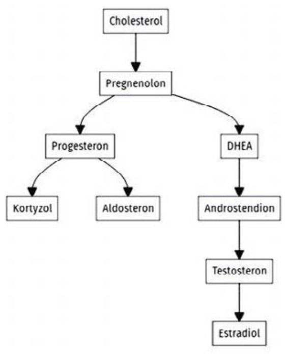 cholesterol2